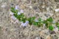 Clinopodium nepeta subsp. spruneri